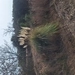 Imagem de Capim-dos-pampas