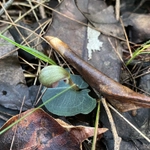 Imagem de Corybas aconitiflorus