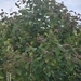 Imagem de Eucalipto-de-corymbia