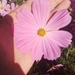 Imagem de Margarida-dos-jardins