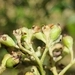 Imagem de Cotoneaster