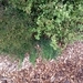 Imagem de Cotoneaster
