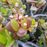 Imagem de Planta-jade