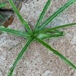 Imagem de Cebola-do-brejo