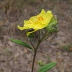 Imagem de Crocanthemum georgianum