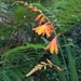 Imagem de Montbretia