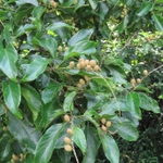 Imagem de Croton sylvaticus
