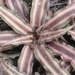 Imagem de Bromelia estrela