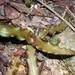 Imagem de Língua-de-serpente