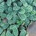 Imagem de Maranta Burle Marx