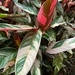 Imagem de Maranta