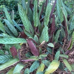 Imagem de Maranta