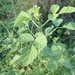 Imagem de Amor-do-campo