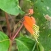 Imagem de Sete-sangrias
