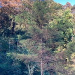 Imagem de Cedro-do-Buçaco