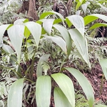Imagem de Palmeirinha-preta