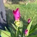 Imagem de Tulipa-do-siam