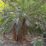 Imagem de Sagu-de-jardim