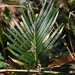 Imagem de Sagu-de-jardim