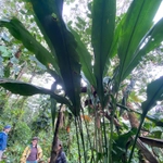 Imagem de Pacová