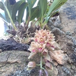 Imagem de Orquidea