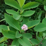 Imagem de Dais cotinifolia