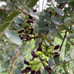 Imagem de Caviúna-do-cerrado