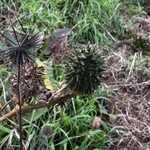 Imagem de Castanheiro-do-diabo