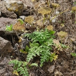 Imagem de Daucus insularis