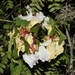 Imagem de Flamboyant-branco