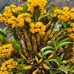 Imagem de Dendrobium-dourado