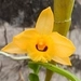 Imagem de dendrobium