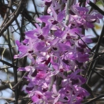 Imagem de Dendrobium lituiflorum