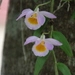 Imagem de Orquídea bambu