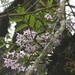 Imagem de Orquídea bambu