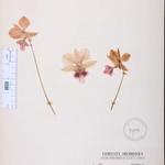 Imagem de Orquídea-borboleta