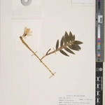 Imagem de Orquídea