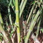 Imagem de Bambu-gigante