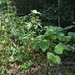 Imagem de Gympie-gympie