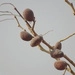 Imagem de Tallow tree