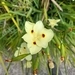 Imagem de Iris-amarelo