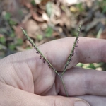 Imagem de grama-estrela