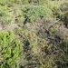 Imagem de Capim-urochloa