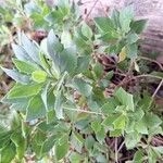 Imagem de Margarida-do-cabo