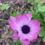 Imagem de Margarida-do-cabo