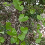 Imagem de Dioscorea sylvatica