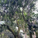 Imagem de Jabuticaba