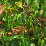 Imagem de Pau-pereira