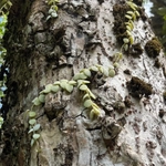 Imagem de Corda-de-sapo