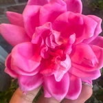 Imagem de Cacto-orquídea